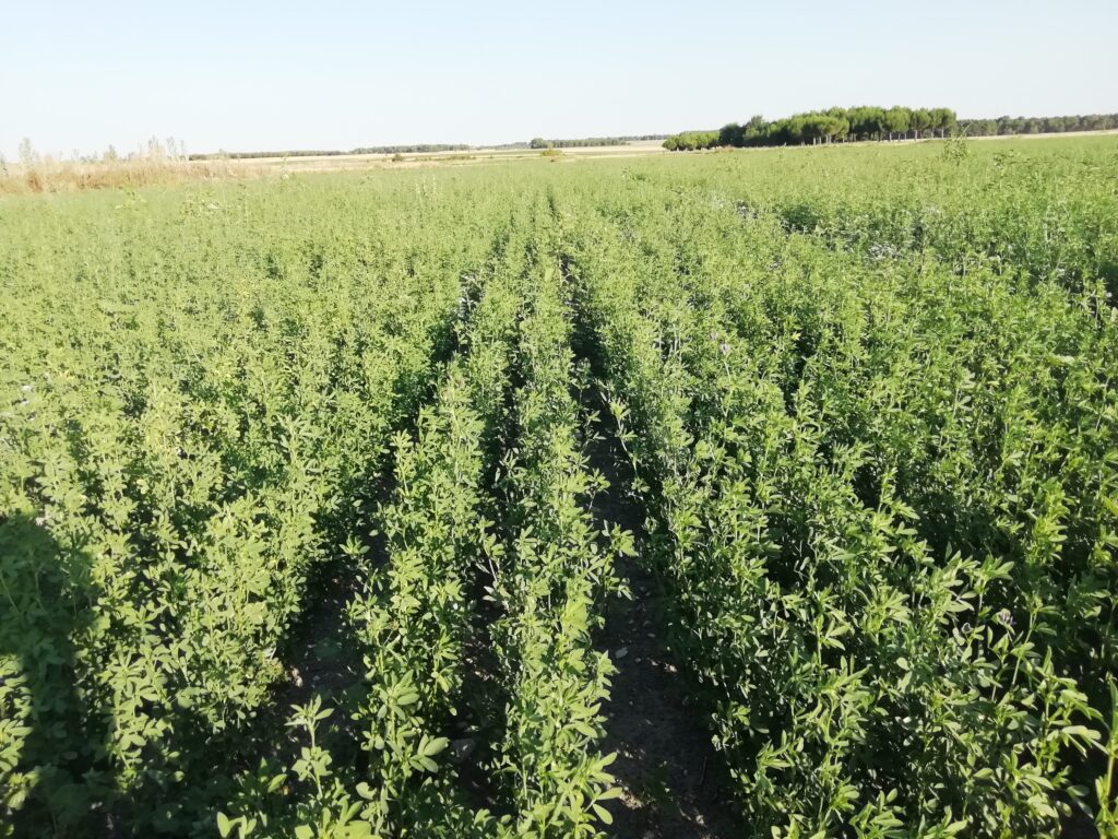 Proyecto: Siembra Directa en los Valles de Fuentidueña