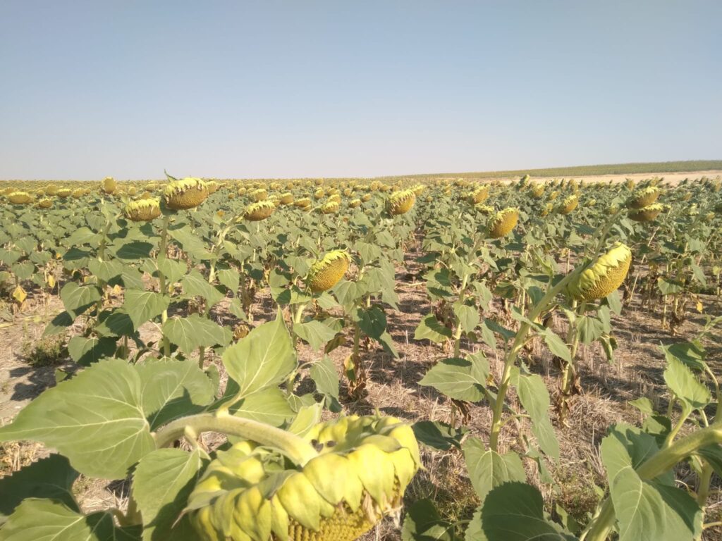 Acompañamiento Pie a Tierra | Consultoría transición Siembra Directa